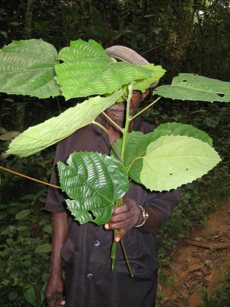 File:Aboncan miali.jpg